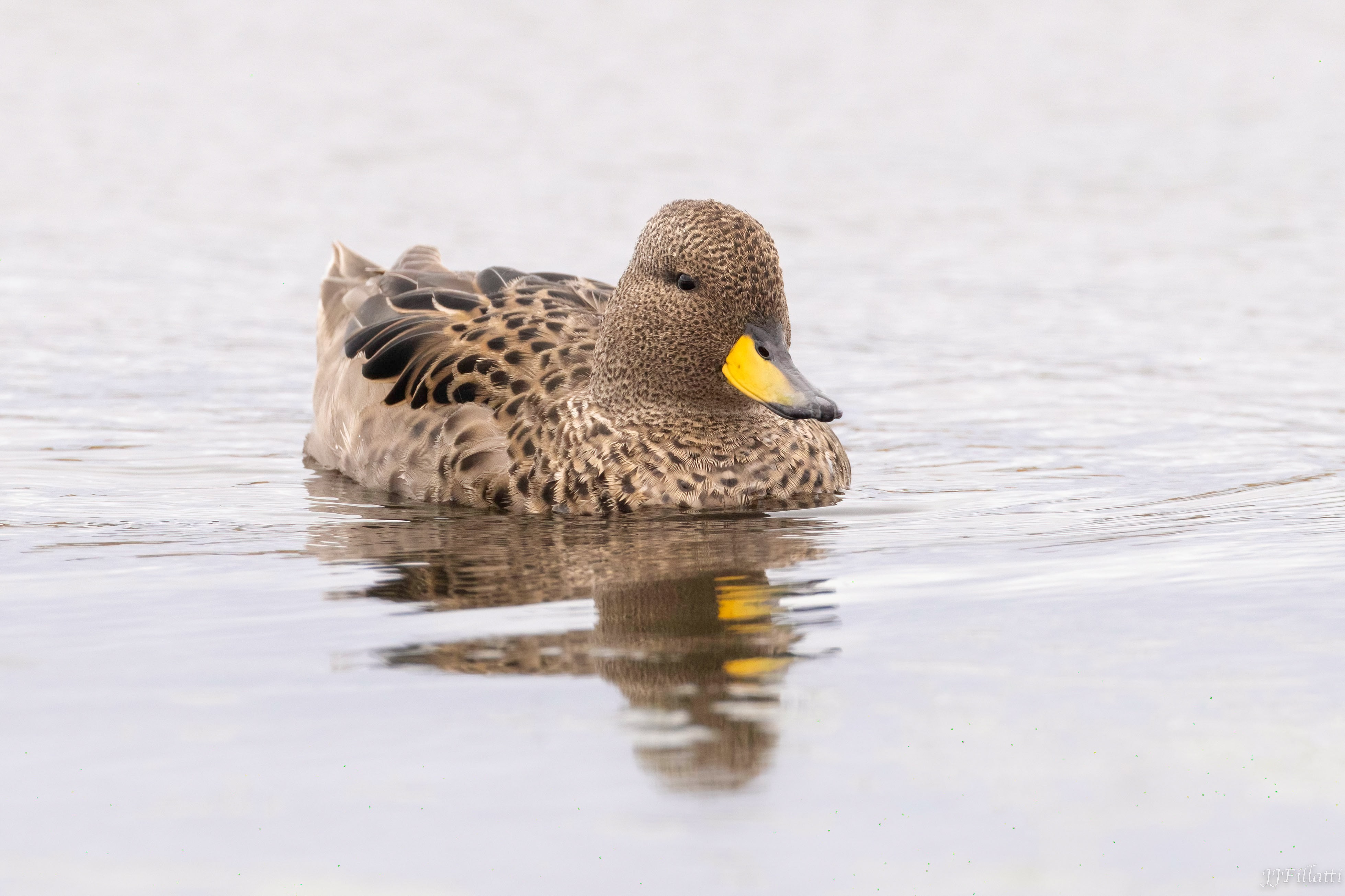 bird of the falklands image 92